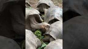 Giant Tortoises Are Awesome? Galapagos Cruise Part 8 #shorts