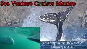 Sea Venture Cruises Mexico - The Gray Whales of Bahia Magdalena - February 6, 2023 - EP 150