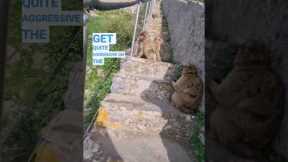 Hazardous monkeys on a long flight of stairs. Gibraltar trip pt3 #cruise #traveltips #planetcruise
