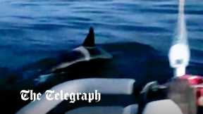 Killer whales attack sailing boat off the coast of Spain