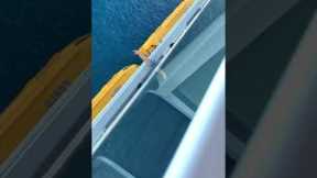 Guy jumps off largest cruise ship in the world: symphony of the seas (aftermath)
