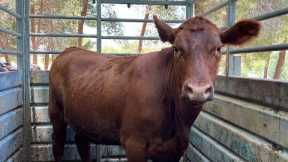I CAME ON TO GIVE YOU ENCOURAGEMENT. RED HEIFERS ARE NOT FAKE.